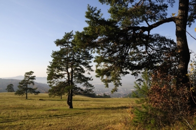 Kliknite pre zobrazenie veľkého obrázka