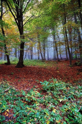 Kliknite pre zobrazenie veľkého obrázka