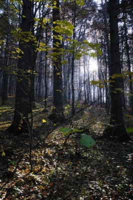 Kliknite pre zobrazenie veľkého obrázka